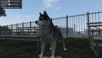 En GTA 5 se puede convertir en un perro husky!